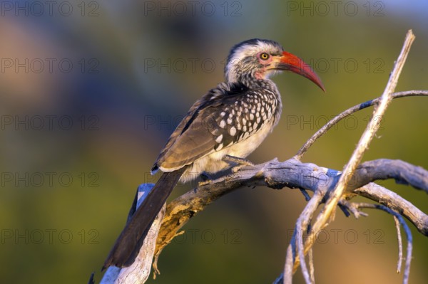 Africa, Botswana, Red-billed Hornbill, Tockus Erithrorhynchus, Botswana, Botswana