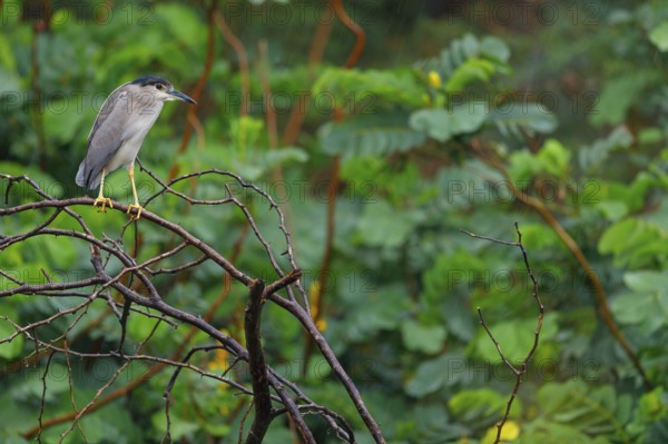 Black-crowned black crowned night heron (Nycticorax nycticorax), Bihoreau gris, HÈron bihoreau, Martinete Com?n, Ayn Razat, Salalah, Dhofar, Oman