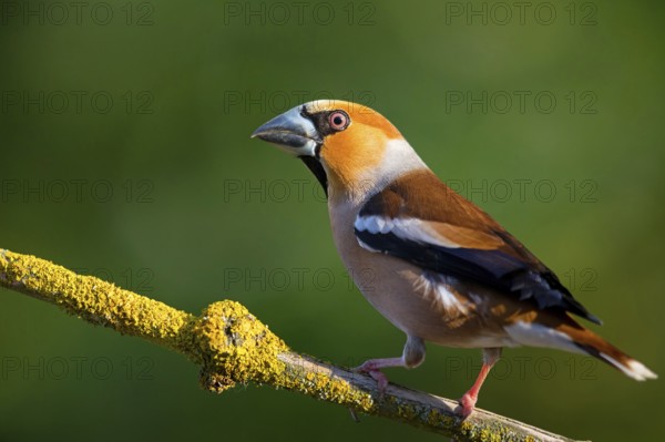 A hawfinch (Coccothraustes coccothraustes), Rhine-Palatinate district, Tiszaalp-r, Kiskuns-gi National Park, B-cs-Kiskun, Hungary