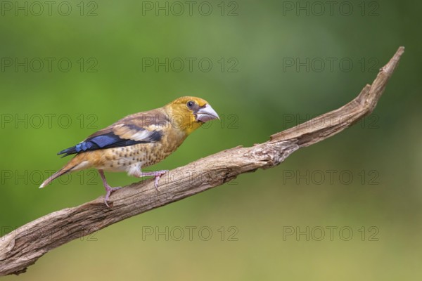A hawfinch (Coccothraustes coccothraustes), Tiszaalp-r, Kiskuns-gi National Park, B-cs-Kiskun, Hungary