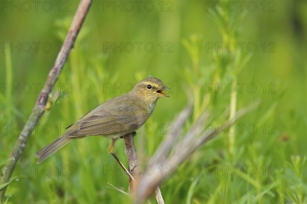 Chiffchaff, Willow Warbler, Chiffchaff, Common Chiffchaff, Chiff-chaff, (Phylloscopus collybita), (Phylloscopus collybitus), NSG Wagbachniederung, Waghäusl, Baden-Württemberg, Germany