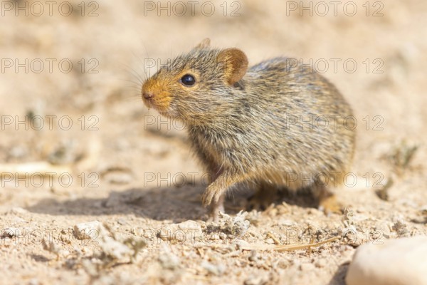 Nile rat, Nile grass rat, (Arvicanthis niloticu) s, Middle East, Oman, Dhofar Governorate, Oman, Dhofar Governorate, Oman