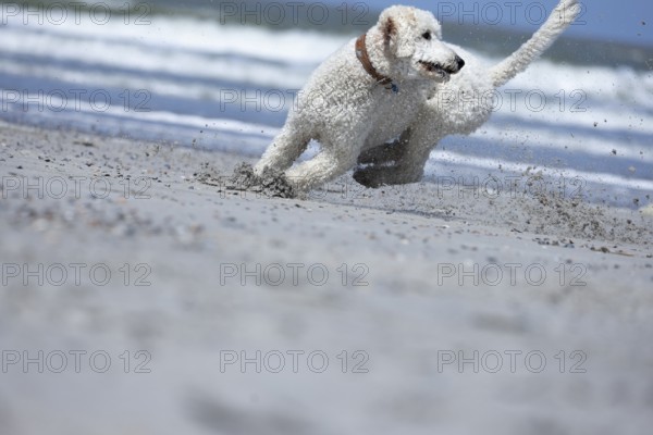 A white dog, King Poodle, dramatically and full of energy slows down his run on the beach in front of the sea and stirs up the sand, Groede, Zeeland, Netherlands