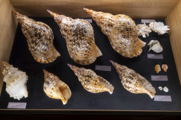 Museum, World of Seashells exhibition, genus Chamidae, Charoniidae, Bel Ombre, Indian Ocean, island, Mauritius