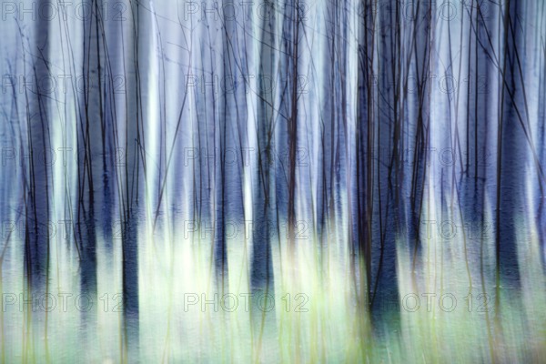 Atmospheric forest, abstract structures, wiping effect, bulb exposure