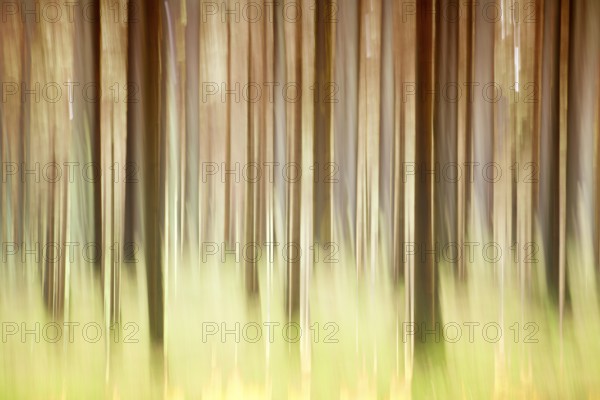 Atmospheric forest, abstract structures, wiping effect, bulb exposure