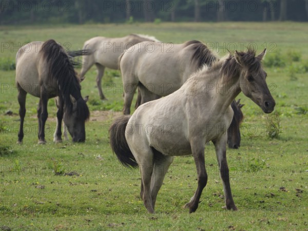 Group of horses on a green meadow in open nature, peacefully grazing, merfeld, münsterland, germany