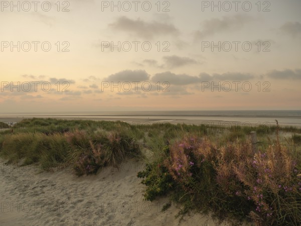 Dune landscape on the beach at sunset with pink sky and scattered clouds in the background, Spiekeroog, north sea, germany