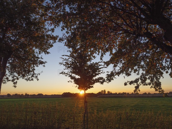 Trees framing a sunset over a green meadow, Weseke, North Rhine-Westphalia, Germany