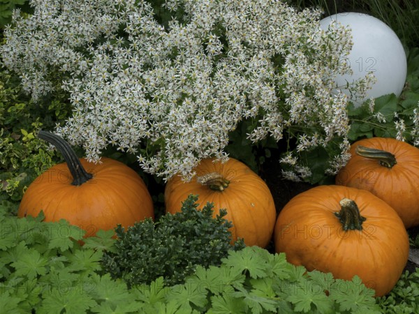 Three pumpkins between white flowers and dense green leaves in the garden, borken, münsterland, germany