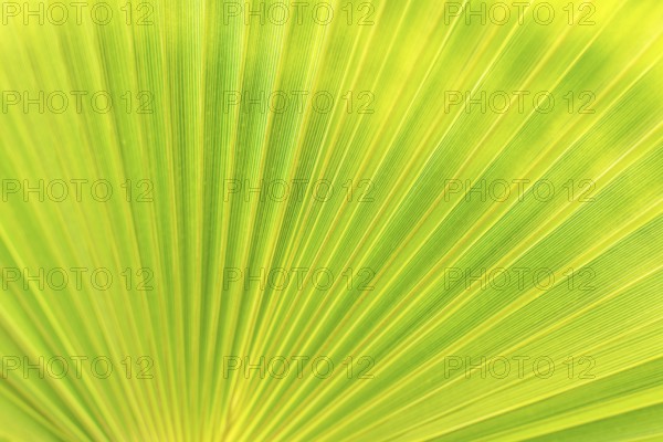 Green texture of palm leaf. Space for your text