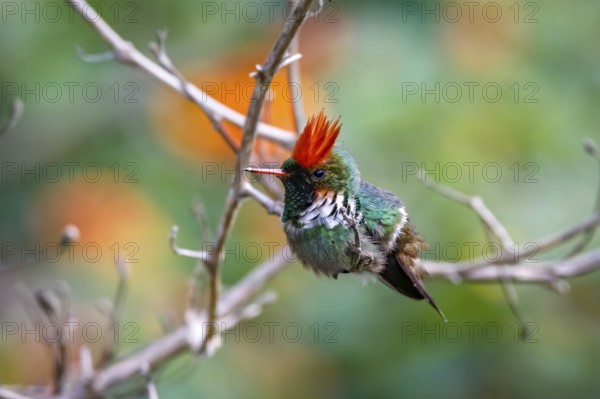 Side view of a beautiful Frilled croquette perched on a tiny branch against defocused background, Itatiaia, Rio de Janeiro, Brazil