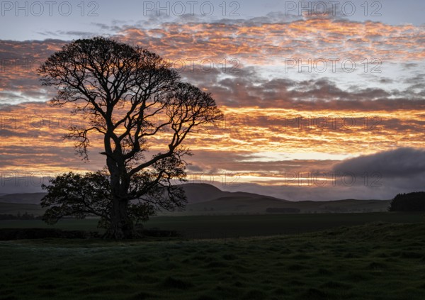 A tree silhouette at sunrise, Scotland, United Kingdom