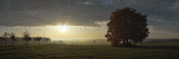 Autumnal light mood with tree