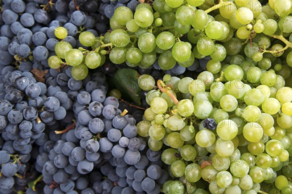 End of September, the time of the grape harvest