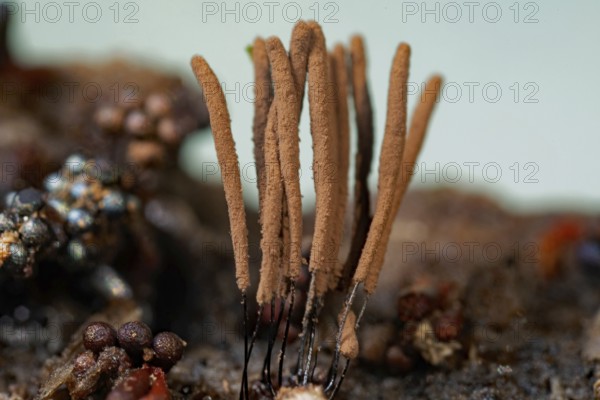 Tufted slime mould fruiting body with some light brown stalks on tree trunk in front of blue sky