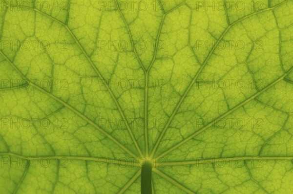 Bottom view of the leaf surface of a nasturtium