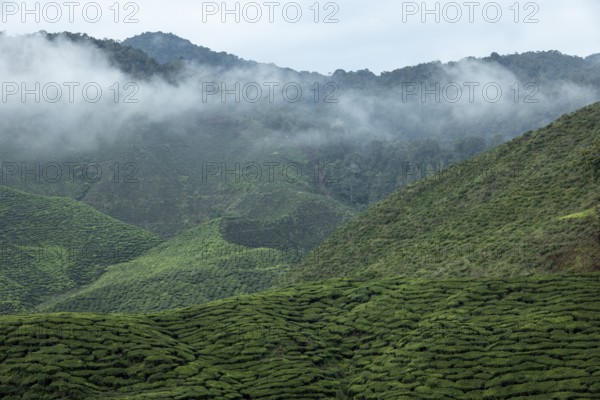 Tea plantation, Cameron Valley Tea, Cameron Highlands, Malaysia, Southeast Asia