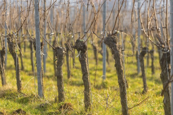 Proschwitz Vineyard, Meissen, Saxony, Germany