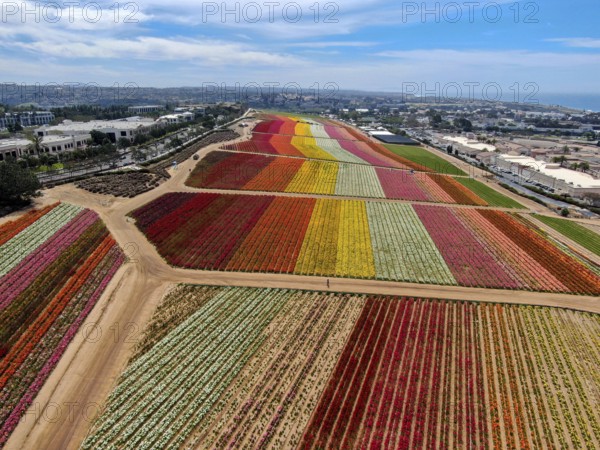 Aerial view of Carlsbad Flower Fields. tourist can enjoy hillsides of colorful Giant Ranunculus flowers during the annual bloom that runs March through mid May. Carlsbad, California, USA