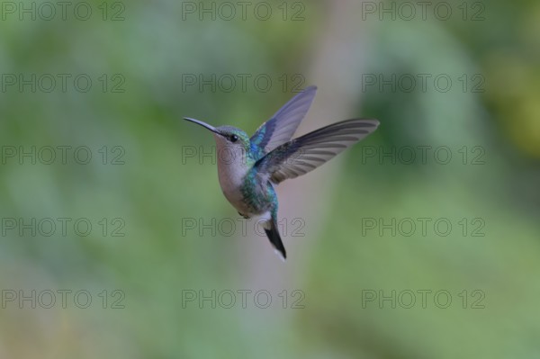 A hummingbird in mid-flight with a blurred green background, showcasing its vibrant feathers and swift wings, Female Crowned Woodnymph, (Thalurania colombica), Tena, Cundinamarca, Colombia