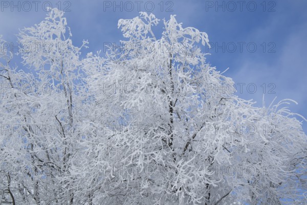 Photographic documentation of a snow-covered forest in the Tuscan Apennines
