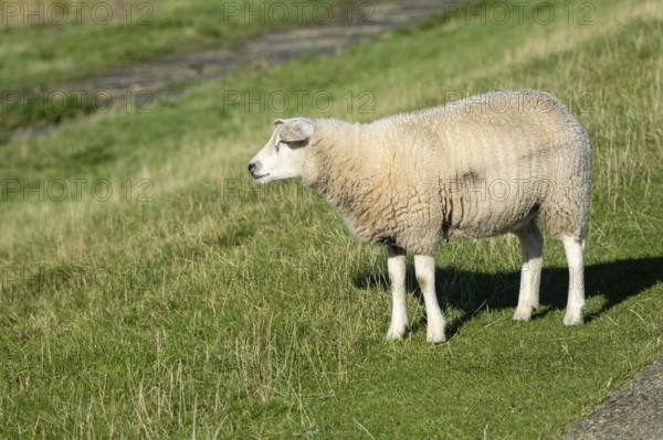 Sheep on meadow in front of lake