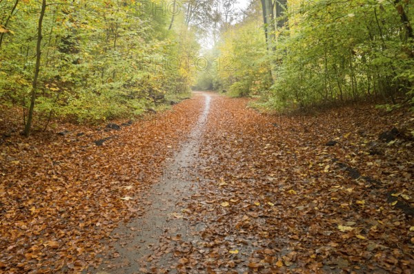 Wet path winding through an autumn forest covered in fallen leaves creating a serene and picturesque scene