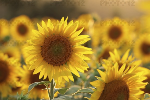 Sunflower, Helianthus annuus in the field at sunset