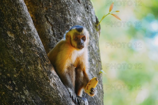 March 21, 2024, Brazil. Capuchin monkey is seen in the tree, in the municipal resort, in Bonito, in Mato Grosso do Sul. The city is one of the main ecotourism destinations in Brazil. Its main attractions are the natural landscapes, diving in rivers with clear waters, waterfalls, caves, caves, sinkholes and spas