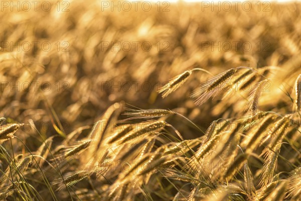 Grain in a field in Europe in July