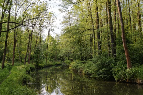 Spreewald