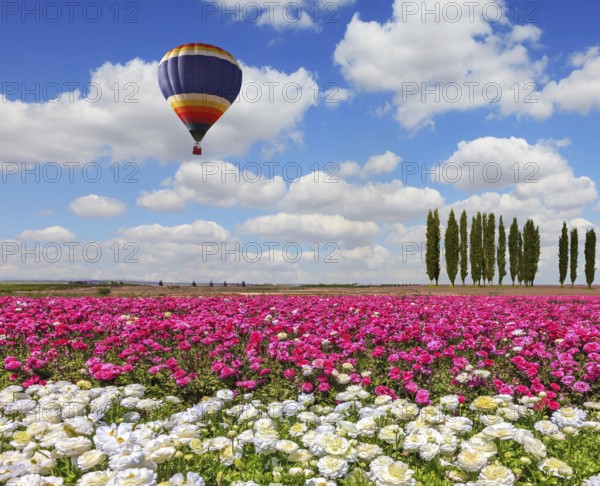 Field of the blossoming buttercups - ranunculus of white and lilac color. Windy spring day. Huge balloon flies over a field