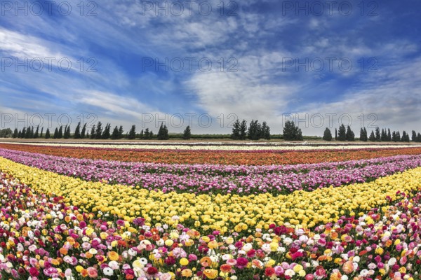 Israeli kibbutz. Picturesque field of buttercups growing strips. The colors of spring