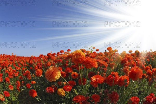 The huge field of red and white buttercups photographed by a lens Fish eye