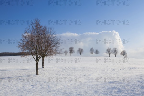 Lonely trees in a winter landscape under blue sky