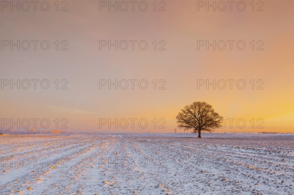 Lonely tree on the field in the frosty morning. Amazing winter landscape