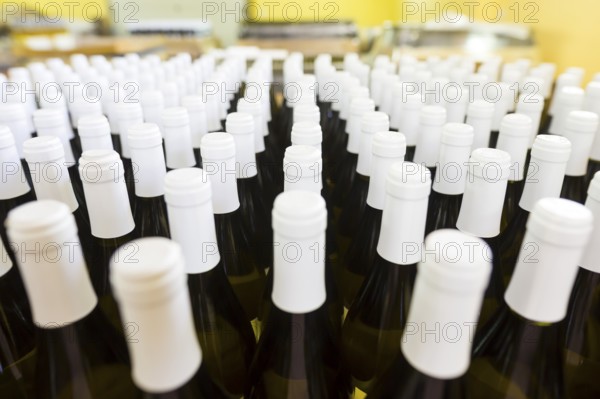 White wine bottles in a winery ordered for labeling before packed and shipped for sale