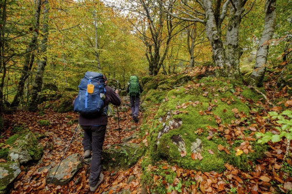 Bosque de Bordes, valle de Valier -Riberot-, Parque Natural Regional de los Pirineos de Ariège, cordillera de los Pirineos, Francia