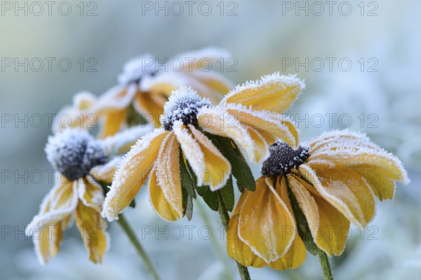 Flowers 256