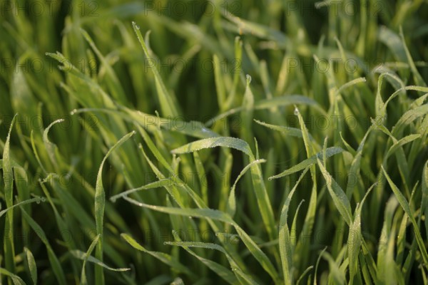 Young wheat plants growing on the soil, Amazingly beautiful endless fields of green wheat grass go far to the horizon