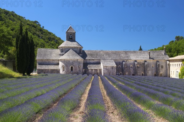 Abbey with lavender fields in French Senanque