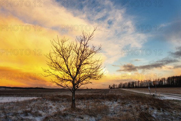 Single tree in a spectacular winter landscape sunset