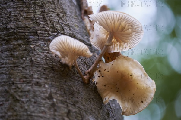 Mushrooms in the Darss Primeval Forest, Western Pomerania Lagoon National Park, Germany