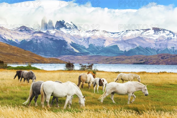 Herd of wild horses graze on the yellow grass. Lagoon Azul is mountain lake near three rocks - torres. The mountain range is covered with eternal snow. The Torres del Paine park in Chile