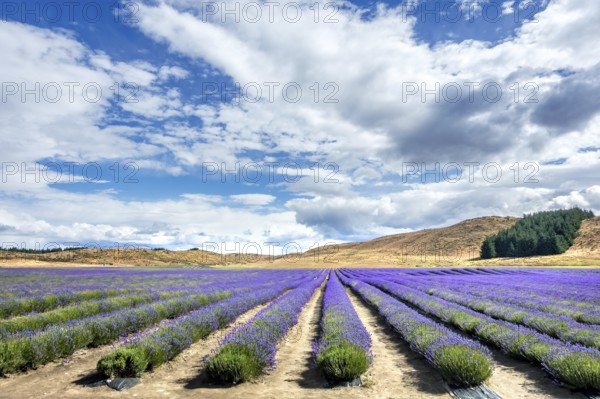 An image of a lavender field in New Zealand
