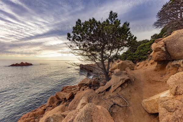 Coastal landscape with bizarre, red rocks and weathered, gnarled trees at sunset over the sea, Spiaggia di Cala E'Luas, Ogliastra, Sardinia, Italy