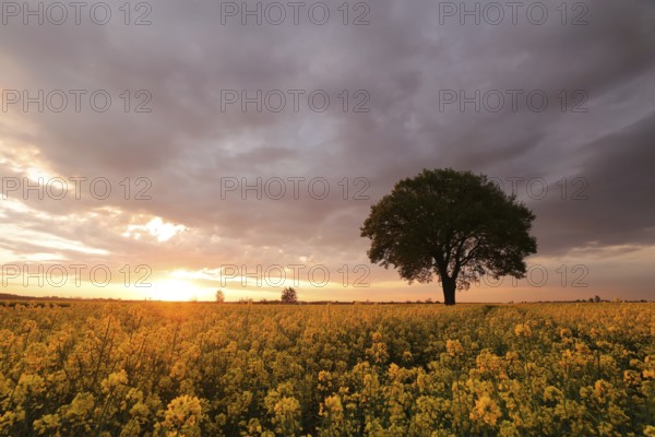 Oak tree in blooming rapeseed field at sunrise