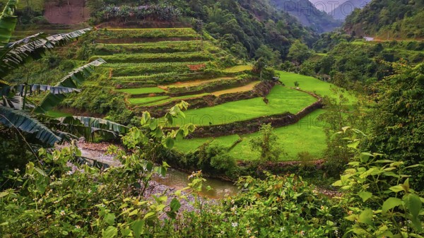 Typical Vietnamese landscape in spring with green vegetation