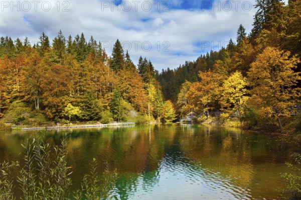 Lake Fuzine. Border between Northern Italy and Slovenia. Orange, yellow and red trees are reflected in the green smooth water of the lake. Grand mountain range Dolomite Alps